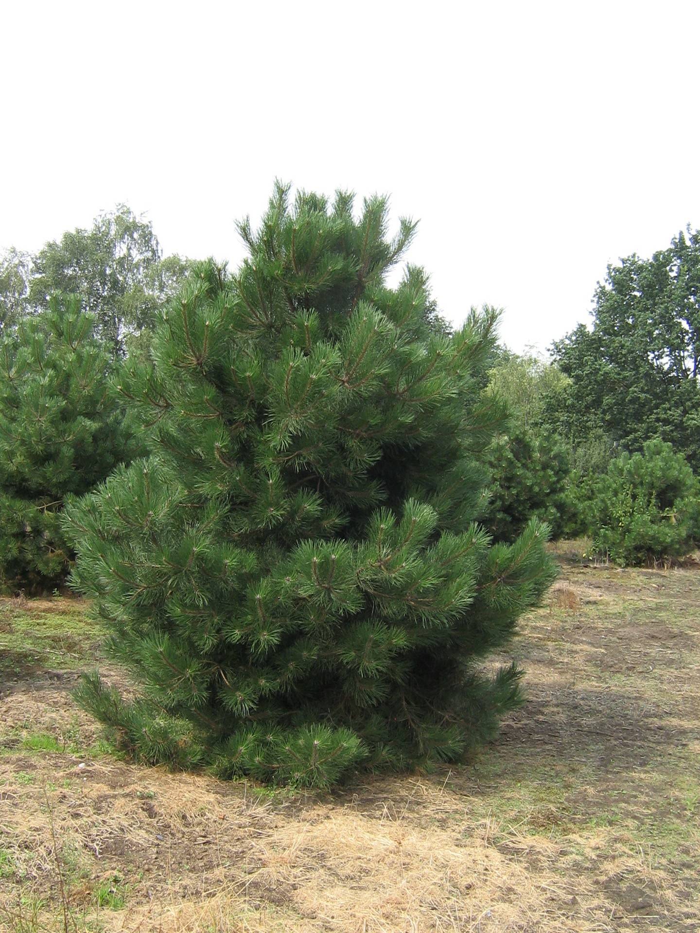 Pinus nigra_01